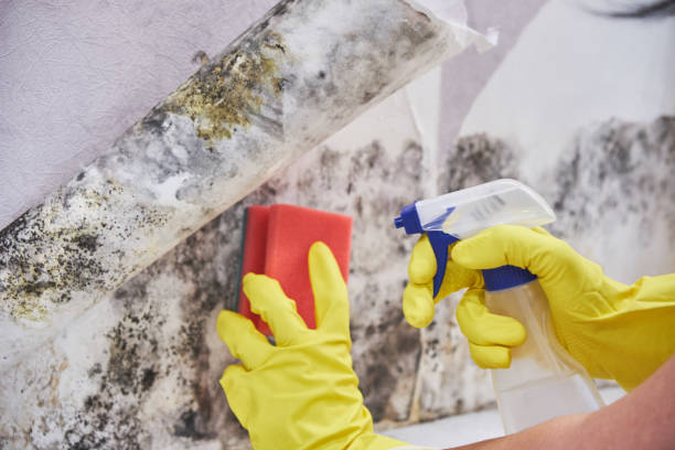 Best Real Estate Mold Inspection  in Alameda, CA